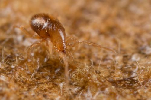 Pergamasus sp.